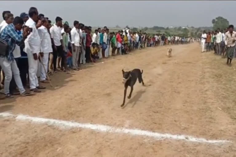 Dog Race in Gadwal