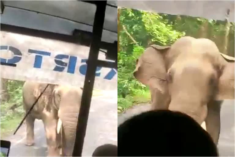 Elephant attack private bus aanamala video  ഒറ്റയാൻ  അമ്പലപ്പാറ മുതല്‍ ആനക്കയം വരെ  എട്ട് കിലോ മീറ്ററിലേറെ ദൂരം വാഹനങ്ങള്‍ തടഞ്ഞിട്ടു  സ്വകാര്യ ബസ് പുറകോട്ടെടുത്തത് എട്ട് കിലോമീറ്റർ  ഒറ്റയാന്‍ വാഹനങ്ങള്‍ തടഞ്ഞു  കേരള വാർത്തകൾ  മലയാളം വാർത്തകൾ  ആനമല  ആന  kerala news  malayalam news  Elephant attack  Elephant attack aanamala  chalakkudi Valparai route  private bus took eight kilometers back  elephant attack ksrtc bus