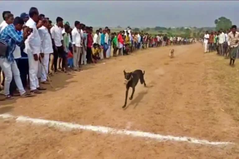 dog-running-race-in-andhra-pradesh