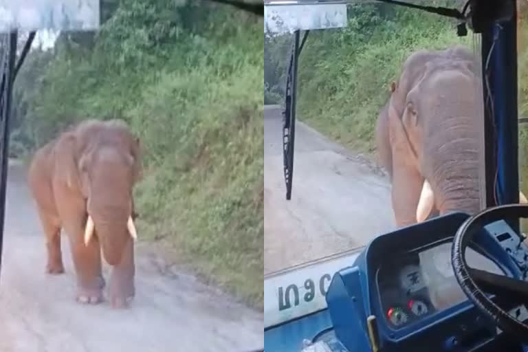 തൃശ്ശൂര്‍  kabali  malakkappara  thrissur  thrissur latest news  ഭീതിയോടെ യാത്രക്കാർ  വീണ്ടും കബാലിയിറങ്ങി  കാട്ടാന  കബാലി  wild elephant  ആനമല