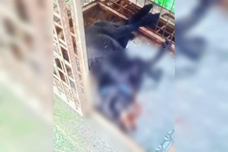 Dog death with out head  Malappuram news updates  latest news in Malappuram  kerala news updates  latest news in Malappuram  വളര്‍ത്ത് നായ തല നഷ്‌ടപ്പെട്ട നിലയില്‍  വഴിക്കടവില്‍ വളര്‍ത്ത് നായ ചത്തു  മലപ്പുറം നായ