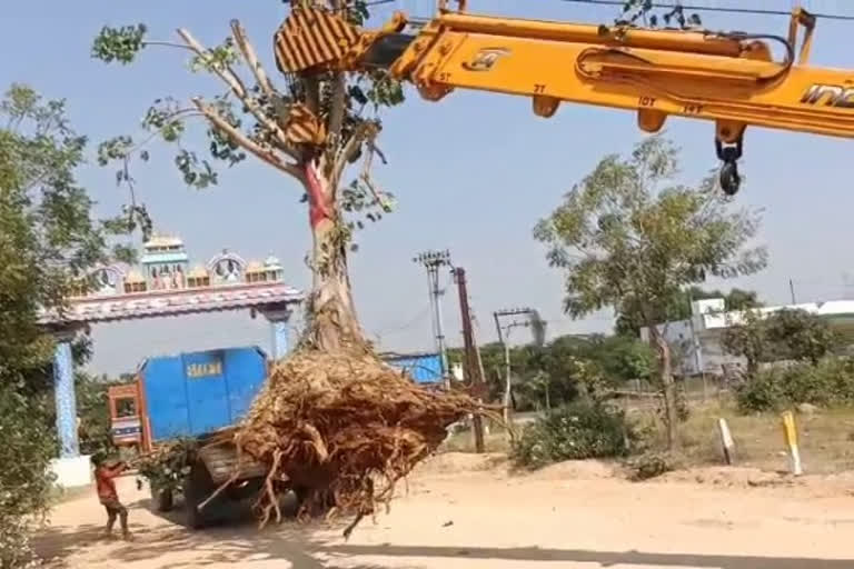 planting trees in other areas in nizamabad