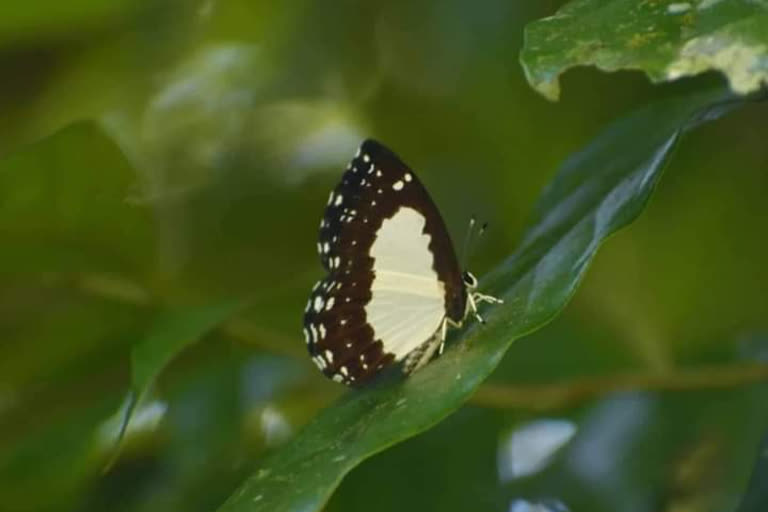 columbine butterfly found in Buxa Forest