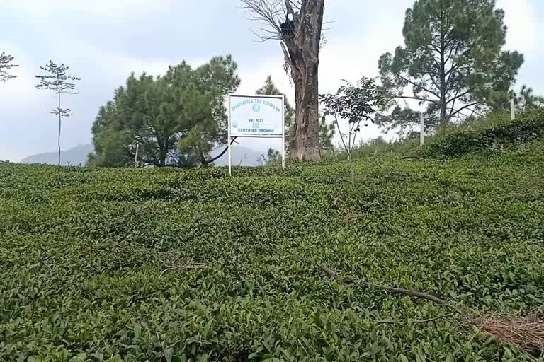 tea production in himachal