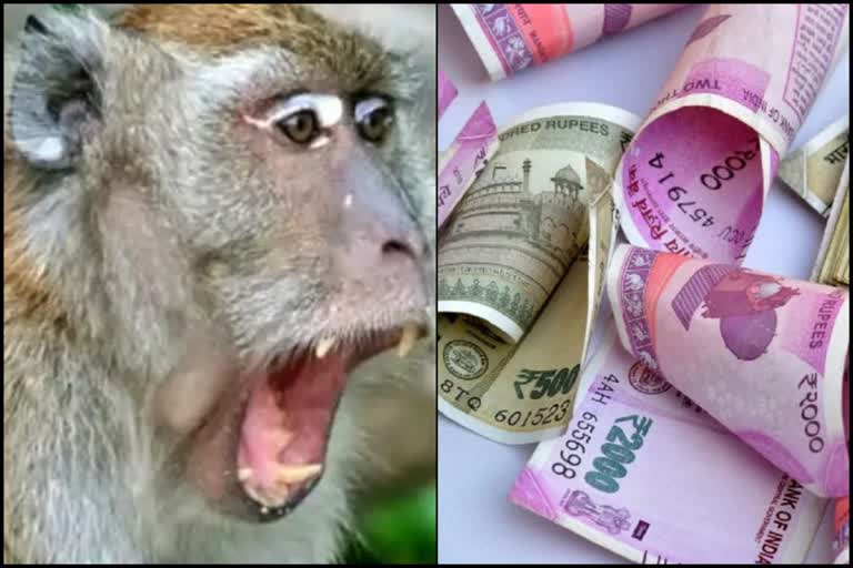 शिमला में बंदरों ने छीना 75 हजार से भरा बैग