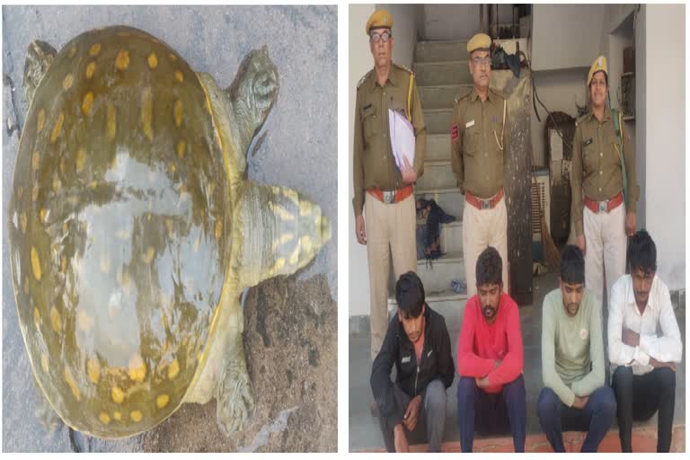 fraud on pretext of smuggling turtle