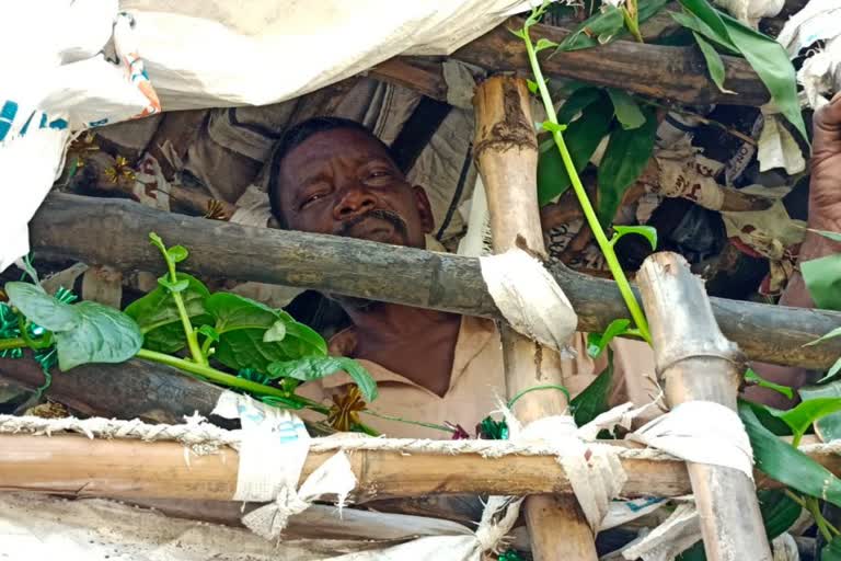 man living on bamboo trees