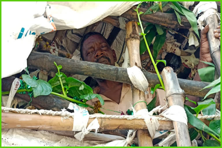 Man Living On Tree