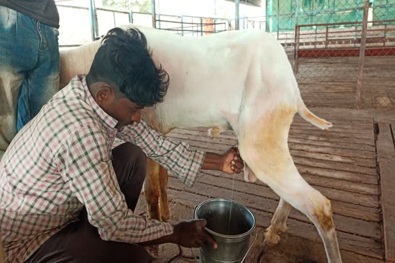 Male Goat Gives Milk in Madhya Pradesh