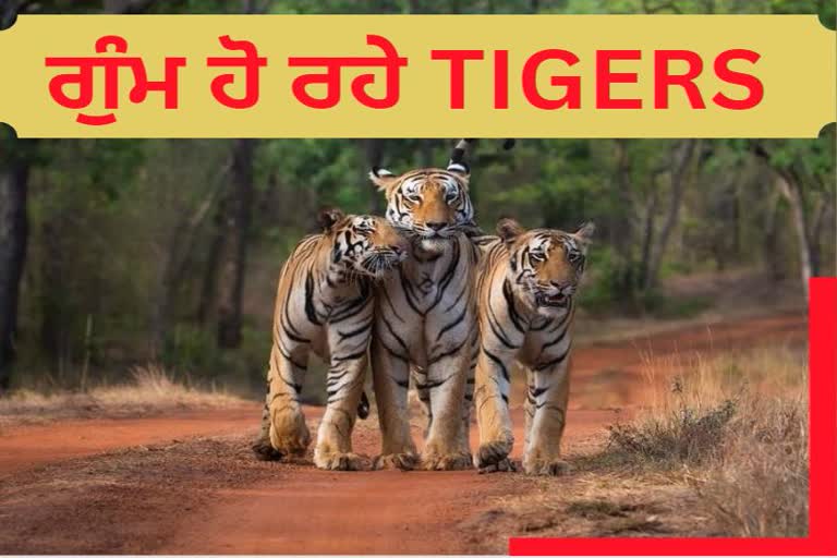 TIGERS GOING MISSING FROM RAJASTHAN FOREST RESERVE AREA14 TIGERS AND 9 CUBS MISSING IN THREE YEARS