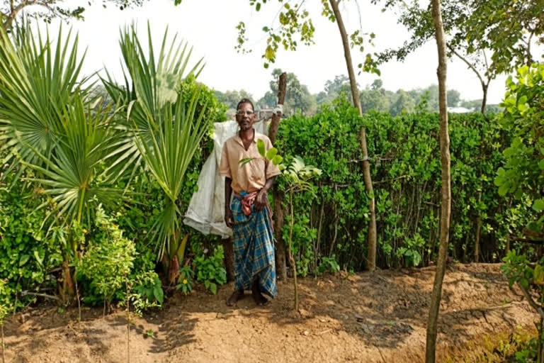 This villager has been staying on top of tree for 25 years