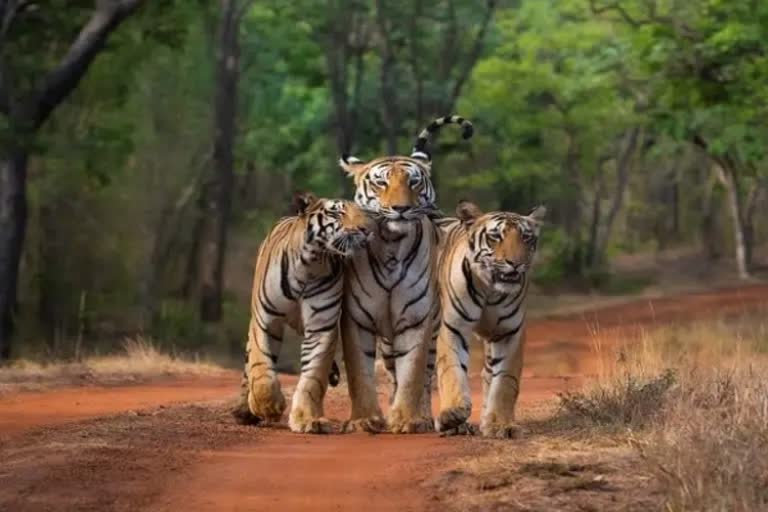 over 23 tigers gone missing in rajasthans forests