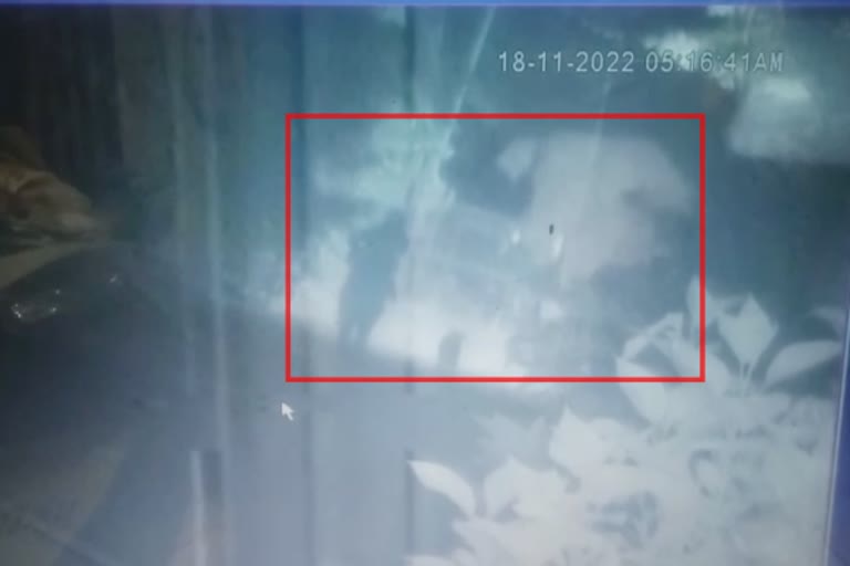 VIDEO: காட்டு யானை தாக்க முயற்சி..நூலிழையில் உயிர் தப்பிய ஓய்வு பெற்ற ஆசிரியர்...