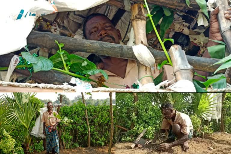 man lives in bamboo tree for 25