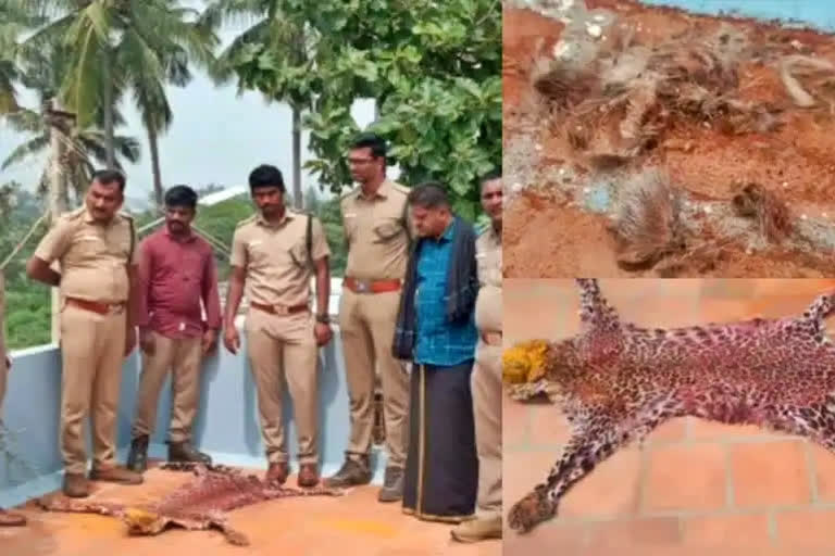 leopard skin dried on the terrace in theni of Tamil Nadu