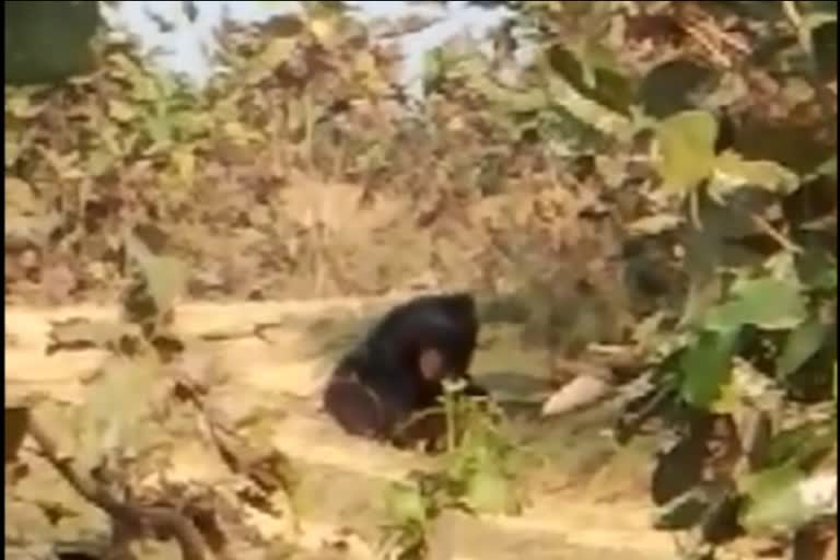 Bear found injured under suspicious circumstances