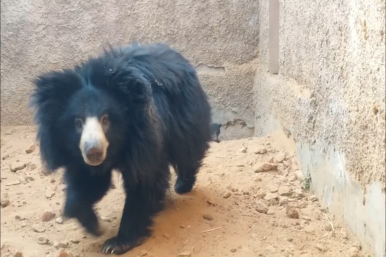 Nahargarh Biological Park in Jaipur