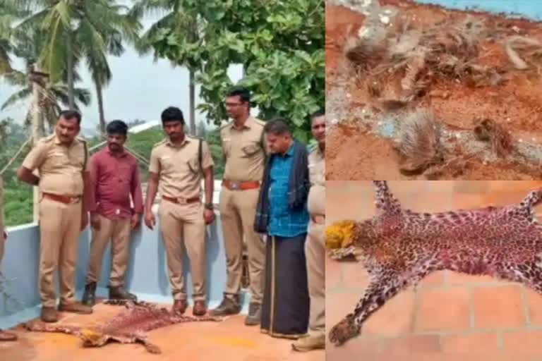 A person dried the leopard skin on the terrace