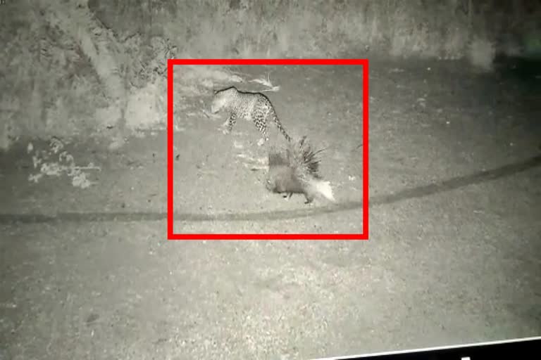 Leopard trying to hunt porcupine in KRS