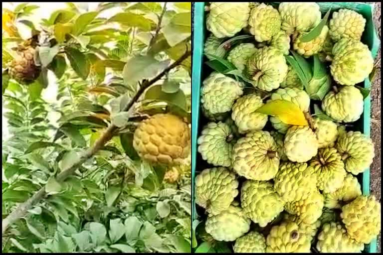 retired-teacher-grew-custard-apple