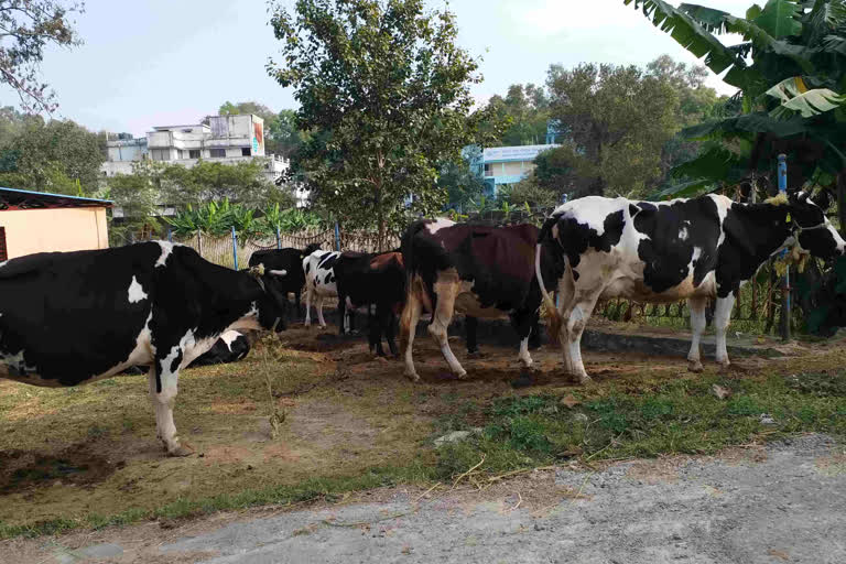 Lumpy Virus in Jharkhand