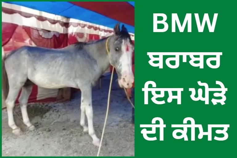 One crore horse in Sonepur mela in Vaishali