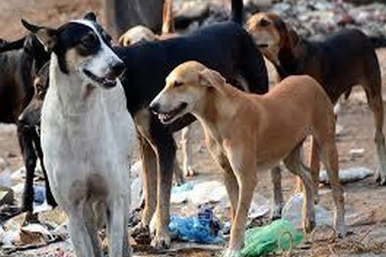 Mob of students beats pregnant dog to death in south-east Delhi, video goes viral on internet