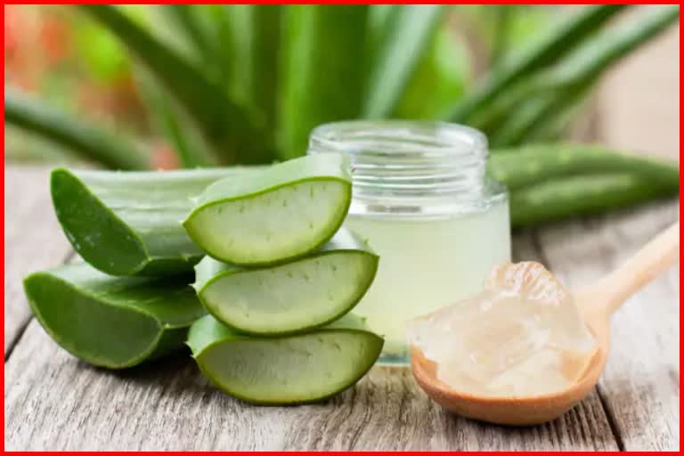 Aloevera Pack for Hair