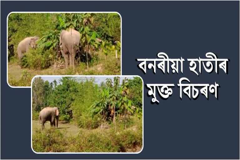 Wild Elephant terror in Goalpara