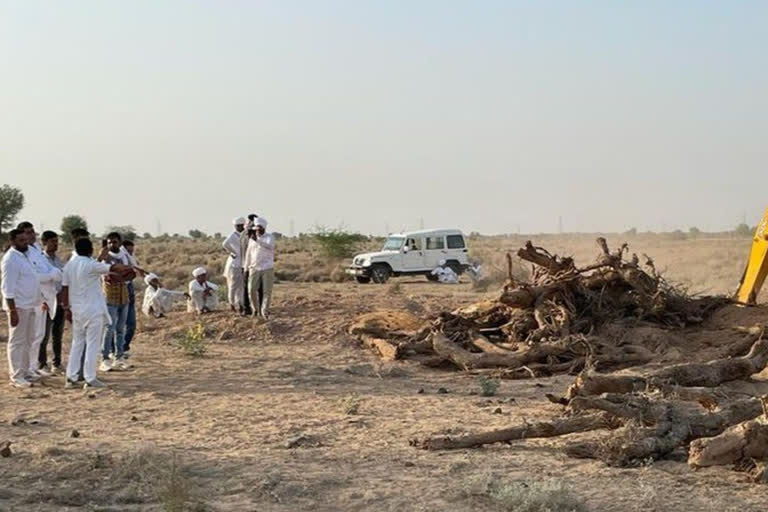 Khejri trees cut down for solar plants, save Khejri campaign begins in Jodhpur