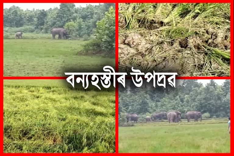 Wild Elephant Destroy Paddy at Nagarbera