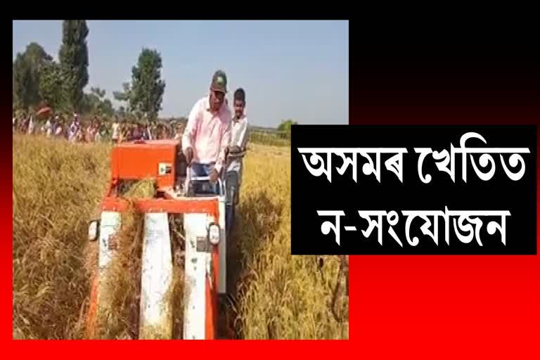 Harvesting Program in Nagaon