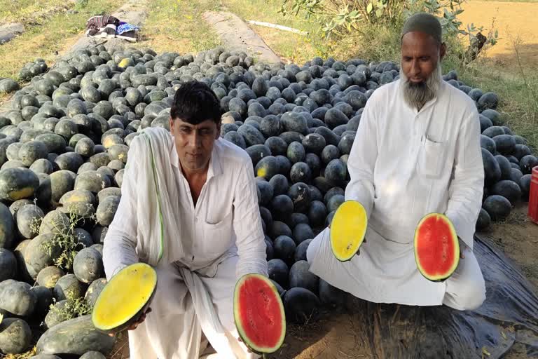 off season cultivation watermelon