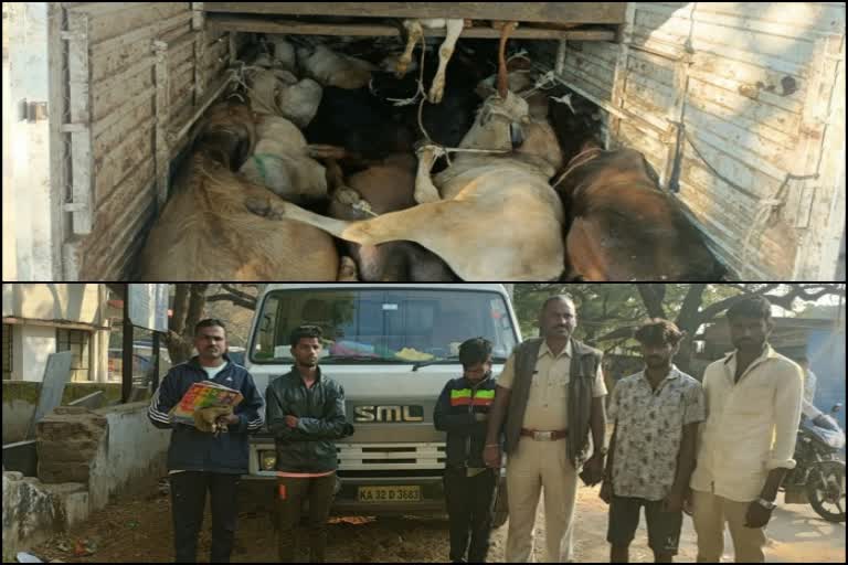 Raichur: Rescue of 58 cattle being transported to slaughter house; 7 arrested