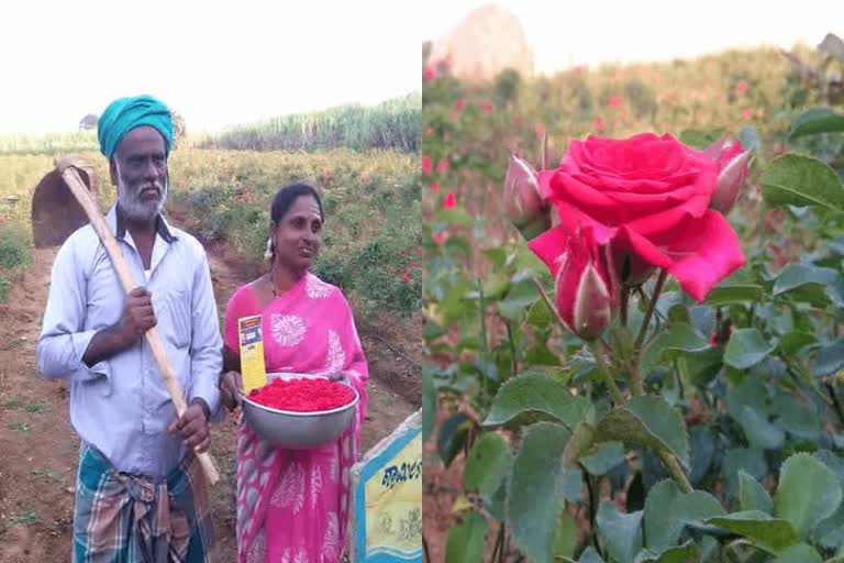 farmer-earning-lakhs-of-rupees-from-button-rose-farming-in-haveri