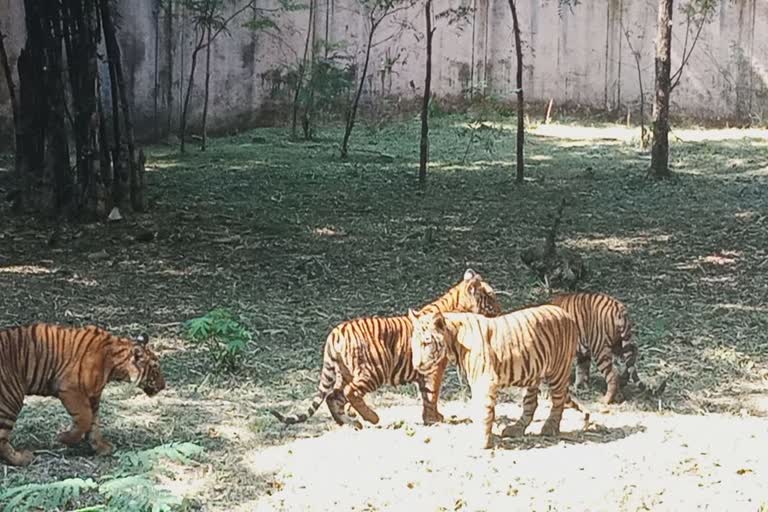 cubs put on display at Kanan Pendari