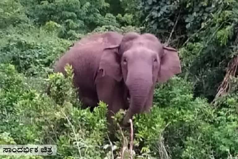 ಕಾಡಾನೆ ಸ್ಥಳಾಂತರಕ್ಕೆ ಸರ್ಕಾರ ಆದೇಶ