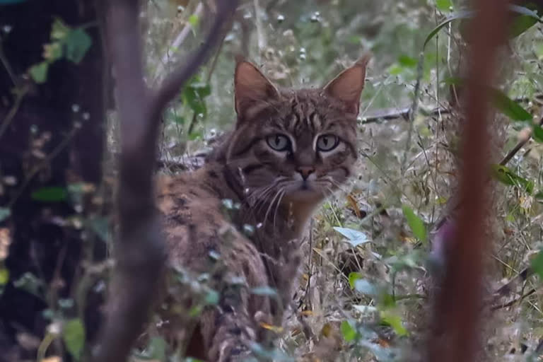 Bandhavgarh Tiger Reserve Rusty Spotted Cat