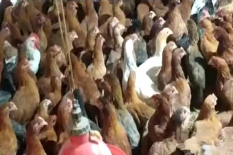 Poultry Form Theft Case