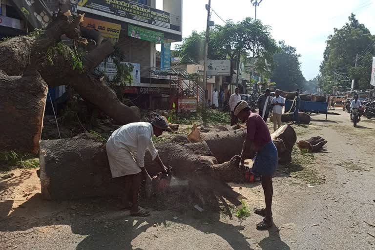 Unfinished tree clearing work, vehicular traffic