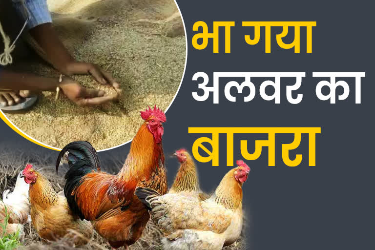 Alwar Millet in Punjab haryana Poultry Farm