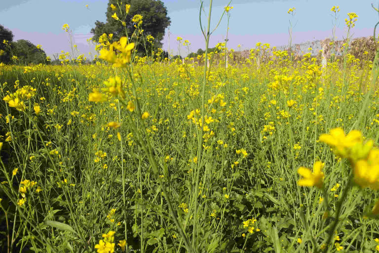 Sowing of mustard increased this year in Bhilwara