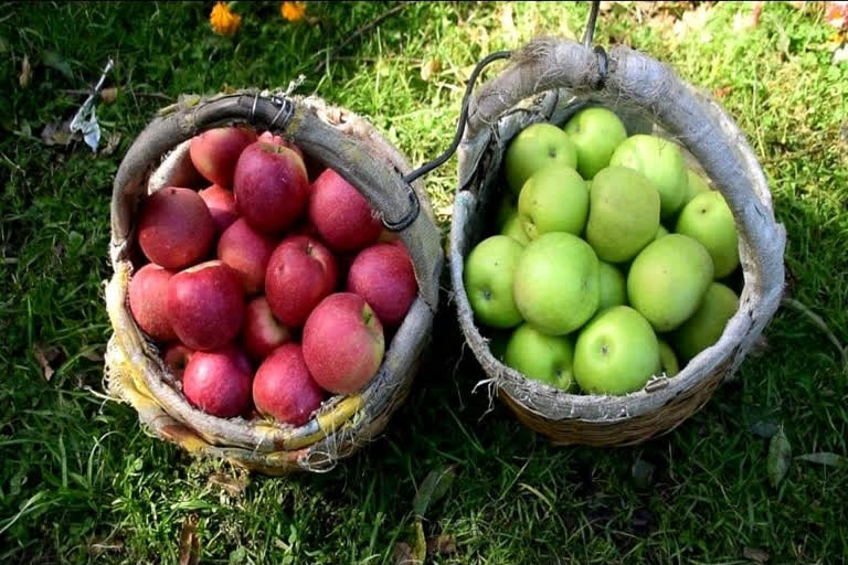 Pink Lady Apple