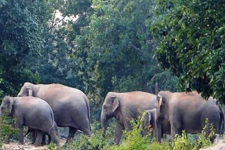 Elephant mischief in Hazaribagh of Chowparan