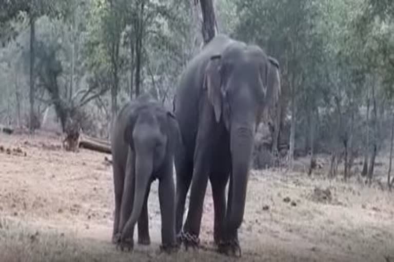 family of elephants will soon increase in satpura