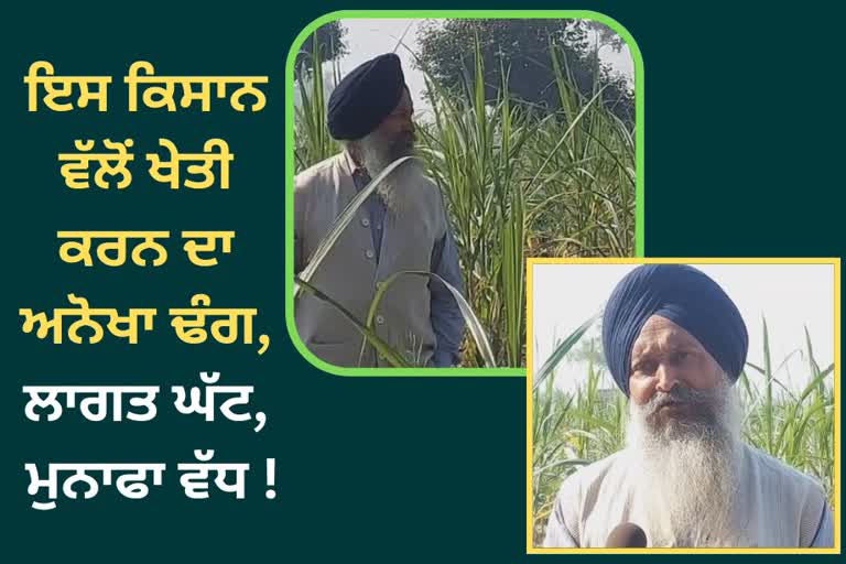 sugarcane seed in Phagwara, sugarcane cultivation in less land, Kapurthala, Phagwara