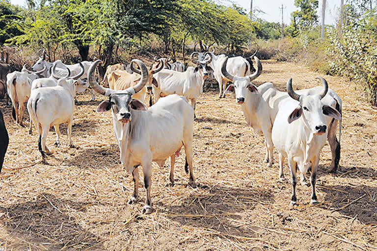 politics Around cows and cattle in gujara