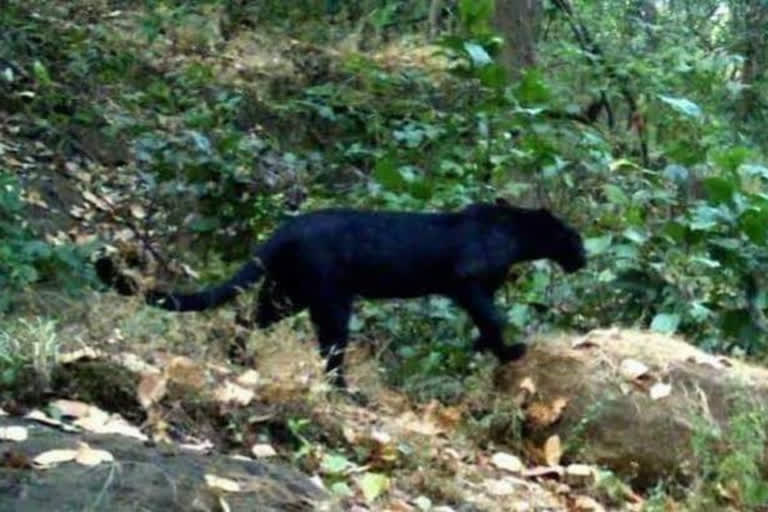 Black leopard spotted in Mirik region of Darjeeling