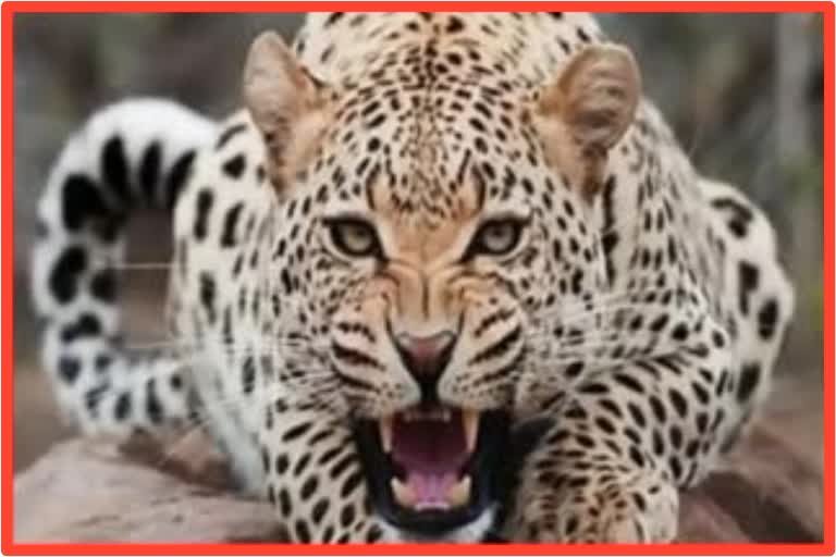 Woman Killed By Leopard