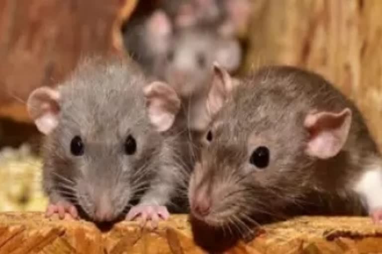 mathura-police-claim-rats-ate-up-581-kg-marijuana